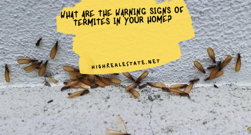 What Are the Warning Signs of Termites in your Home